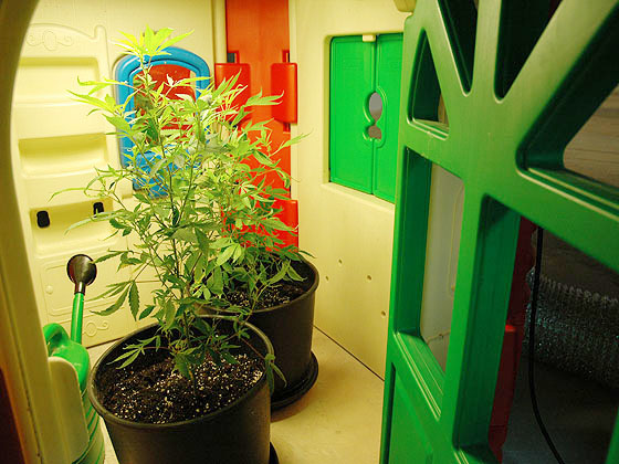 Double Dutch Greenhouse backside