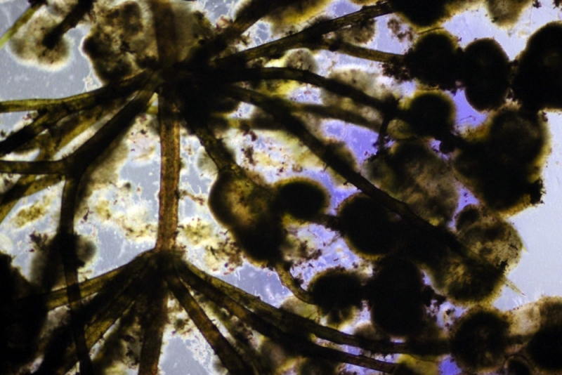 Liquidfile_waterlife_A_detail Liquidfile_waterlife_A_detail