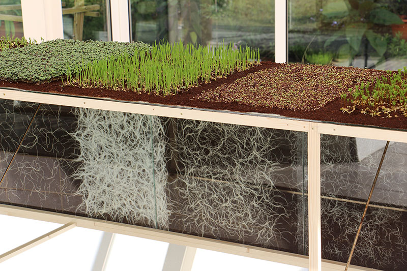 Radix Morgana, location: Orangerie, Amstel park, Amsterdam Radix Morgana, location: Orangerie, Amstel park, Amsterdam